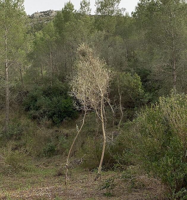 Un diálogo entre árboles