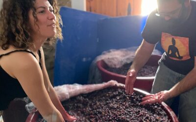 5 bodegas con alma en la Marina Alta que no te puedes perder